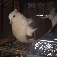 سه عدد کفتر سالم فروش فوری