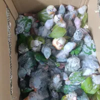 کواکر راهب گرین تعداد|پرنده|اصفهان, عطار نیشابوری|دیوار