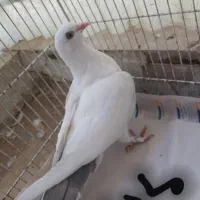 کفتر پرشی سبز ماده ،پشت زرد معاوضه باطوطی برزیلی|پرنده|محمدشهر, همایون ویلا|دیوار