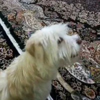 سگ گمشده (چهار سال پیش)|حیوانات|تهران, نارمک|دیوار