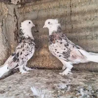 کفتر یه جفت هما سورو کاکولی پرپا خوش خال|پرنده|ری, ولی آباد|دیوار