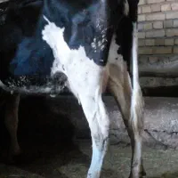 گاو سیمنتال