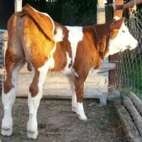 خریدار . انواع گوساله
