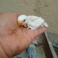 جوجه طوطی برزیلی سرلاکی