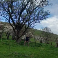 باغ ۳۰۰۰ متری در روستای خشه حیران نمین
