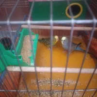 مرغ عشق معاوضه باکبوتر خو