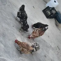 مرغ تخم گذار