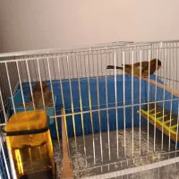 قناری نر بخون|پرنده|بندرعباس, |دیوار