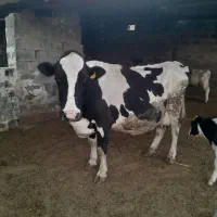 گوساله نر و ماده وگاو|حیوانات مزرعه|شیراز, حومه شیراز|دیوار