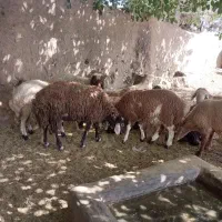 پروار فروشی و زنده فروشی گوسفند بهداشتی|حیوانات مزرعه|تهران, آذربایجان|دیوار