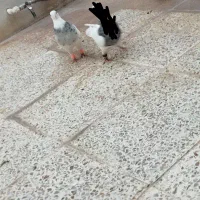 طوقی ماده معاوضه با جفت خونه