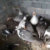 غاژ بزرگ|حیوانات مزرعه|قائم‌شهر, |دیوار