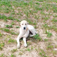 ماده سگ افغان ۱/۵ساله به شرته گوسفندی