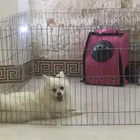 پامرین روباهی ماده