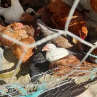 مرغ وخروس وجوجه|حیوانات مزرعه|هیدوچ, |دیوار