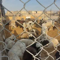 ۵۰ راس بره نر جنس دار خوب جفتی ۱۰۰کیلو