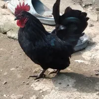 ۳تاخروس جاپنیز