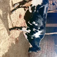 فروش گاو محلی|حیوانات مزرعه|افزر, |دیوار