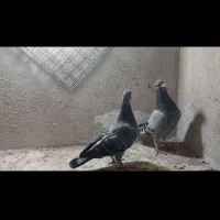 جفت سبز
