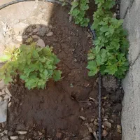 شراکت مالی و نیروی انسانی