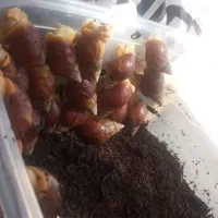 حلزون فیزیتوراپی