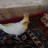 جوجه عروس هلندی یک ماه|پرنده|زاهدان, |دیوار