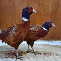 پرنده زینتی  امریکایی سیلور لیدی بلژیکی طاووس