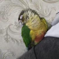 گیرینچیک جفت|پرنده|مشهد, رده|دیوار