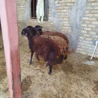 بره نروماده افشار