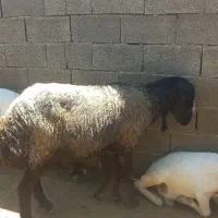 کاور بره گوسفند قوچ