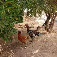 تخم لاری  تازه و نطفه دار|حیوانات مزرعه|سرپل ذهاب, |دیوار