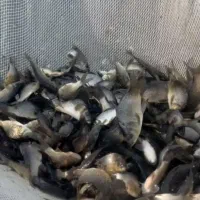 بچه ماهی آمور و کپور وفیتیفاک|ماهی|گرگان, |دیوار