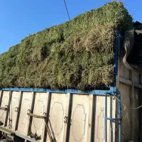 فروش یونجه پرس شده نو