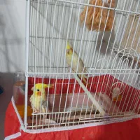 یک جفت عروس هلندی تخم گذار