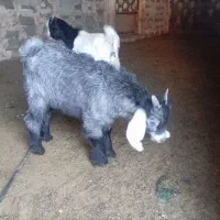 بزغاله نرکبود تخمی جنس دار ذاتا دوقول به شرط