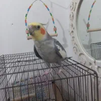 طوطی عروس