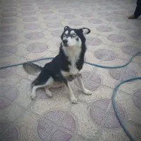 سگ هاسکی فروش فوری  قیمت مناسب