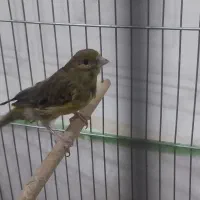 قناری ماده سبز