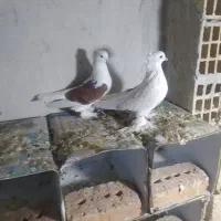 کبوتر پاپر دو کت و یه کت  جفت