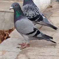 کفتر سبز آلمانی گم شده