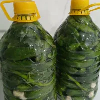 خیارشور