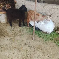 دوتا بزغاله