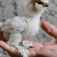 جوجه نژاد دار و محلی