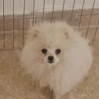 پامر عروسکی خوشگل