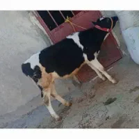 گوساله ماده