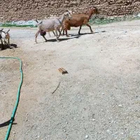 عرضه مستقیم ماست گوسفند