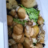 حلزون تراپی برای پوست|خزنده|قم, قلعه کامکار|دیوار