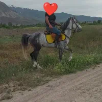 کردعرب|اسب و تجهیزات اسب‌سواری|کشکسرای, |دیوار