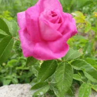 جویای کار هستم