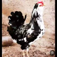 مرغ و خروس گلین